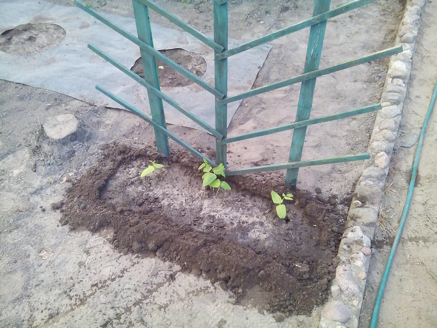 Можно ли сажать фасоль рядом. Сажаем фасоль в открытый грунт. Высадка рассады спаржевой фасоли в открытый грунт. Высадка фасоли в грунт. Сажаем фасоль стручковую в открытый грунт.