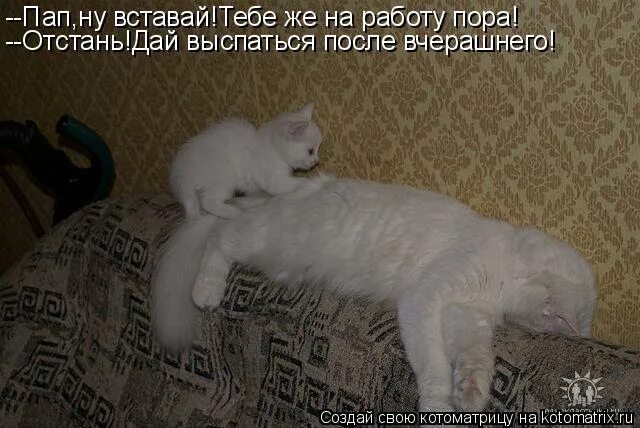 ну вставай. мемы с котами хочу спать. песня россия россиюшка. а ну вставай. вставай будильник звонит.