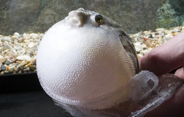 Как выглядит рыба пузырь BBC News Enlarged Image