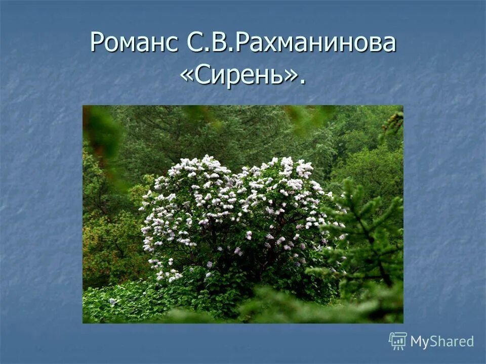 Слова романса рахманинова. Рахманинов сирень. Романс сирень. Сирень Рахманинов текст. Романс сирень Рахманинов картина.