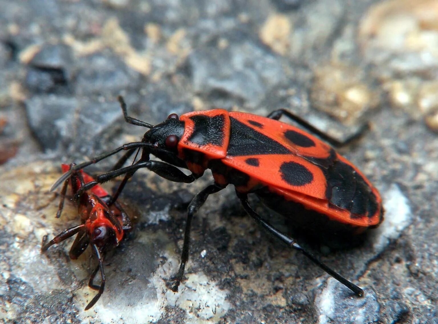 Клоп-солдатик – Pyrrhocoris apterus. Жук пожарник клоп солдатик. Жук красноклоп. Жук красноклоп солдатик. Клоп солдатик описание