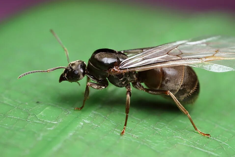 Мушка муравей. Мушка муравей. Муха муравей в доме. Camponotus herculeanus матка. Муха муравей.