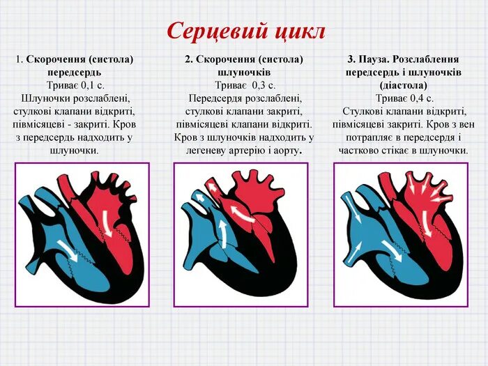 Сердечный цикл сердца фазы. Систола и диастола сердца таблица. продолжение сердечного цикла. общая продолжительность сердечного цикла равна. направление движения крови систола предсердий.