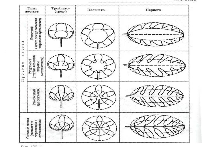 Линейная форма листьев. Форма листовой пластинки у гречихи. Тип листа по форме листовой пластинки. Типы расчленения листовой пластинки простого листа. Листья шалфея форма листовой пластинки.
