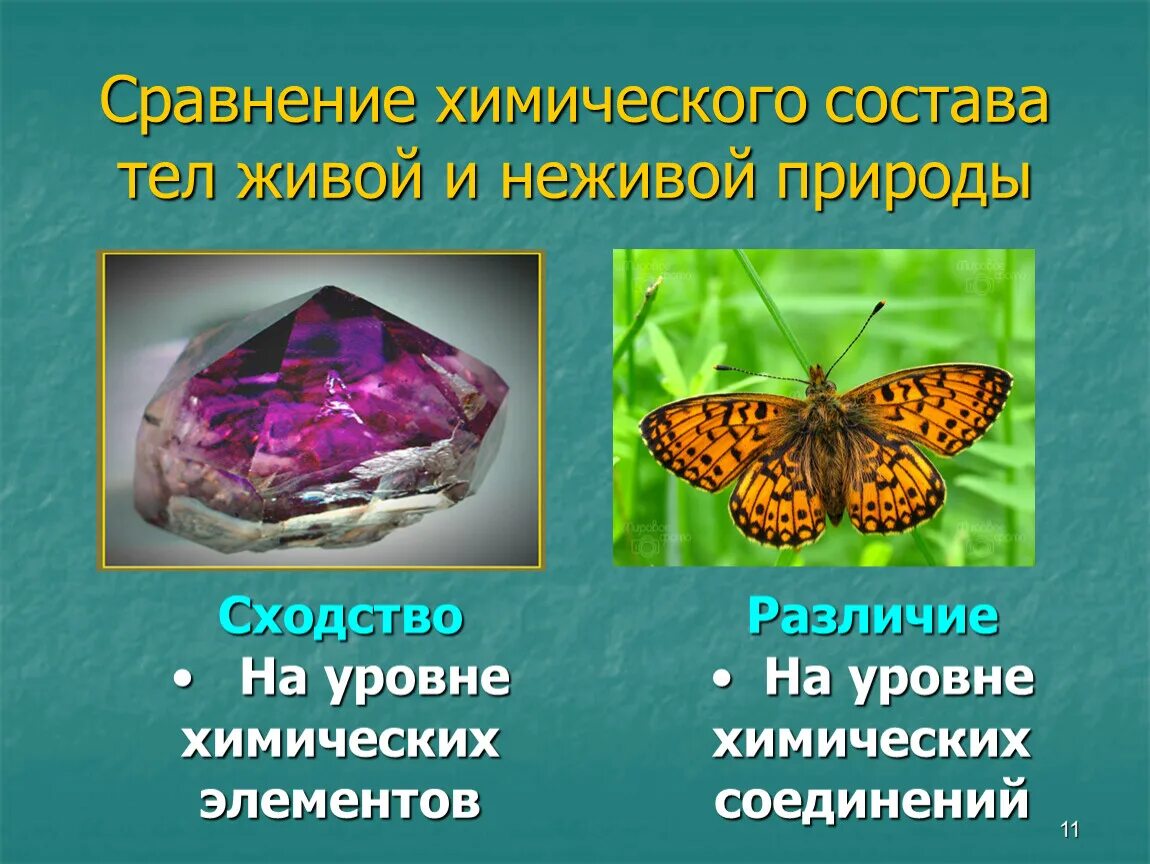 Химический состав тел живой и неживой природы. Сравнение живого и неживого. Химический состав живых организмов и неживой природы. Сходства живой и неживой природы