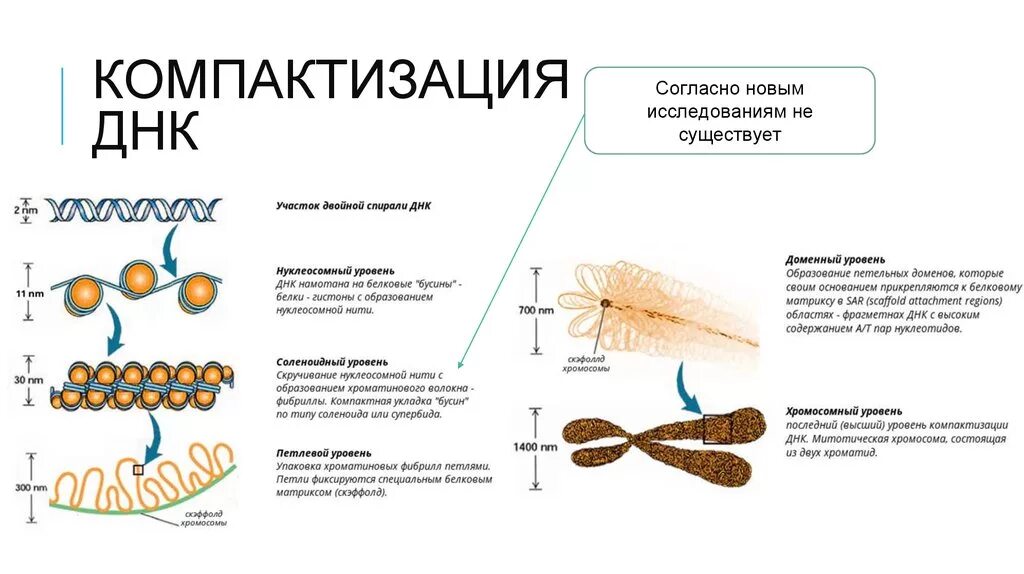 Схема компактизации ДНК В хромосоме. Схема уровней компактизации ДНК. Уровни компактизации ДНК В хромосоме таблица. Уровни компактизации хромосом.