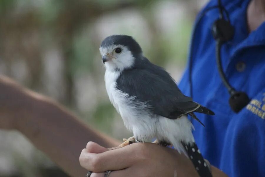 Черноногий сокол-крошка. Сокол пигмей. Сокол пигмей. Pygmy falcon птица. Карликов сокол.