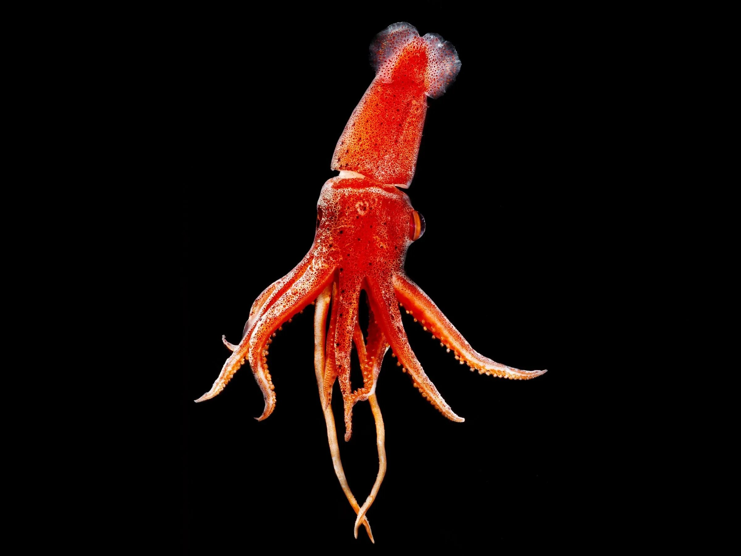 Octopoteuthis deletron. Раковина каракатицы. Каракатица моллюск. Lycoteuthis diadema chun). Зрачок каракатицы.