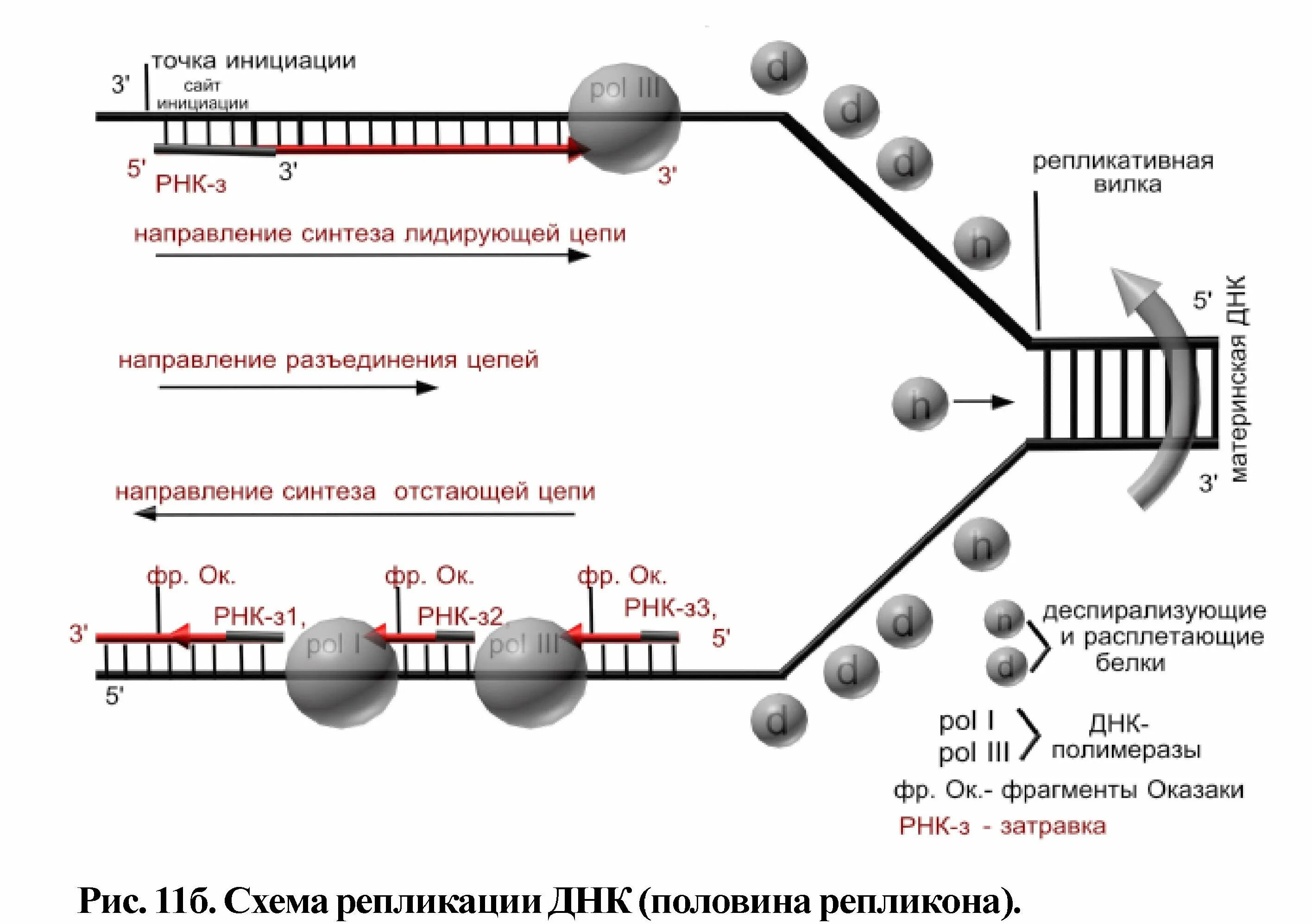 Инициация репликации. Инициация репликации ДНК. Схема инициации репликации. Инициация репликации ДНК схема.