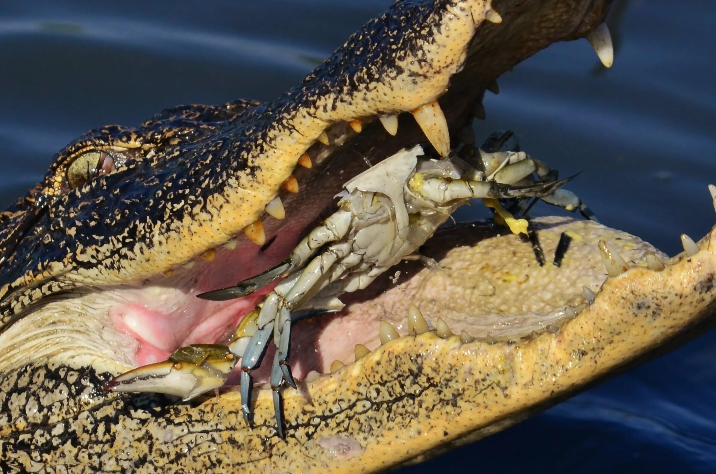 Симбиоз щуки. Малагасийский Нильский крокодил. Нильский крокодил охота. Миссисипский Аллигатор охотится. Нильский крокодил питание.