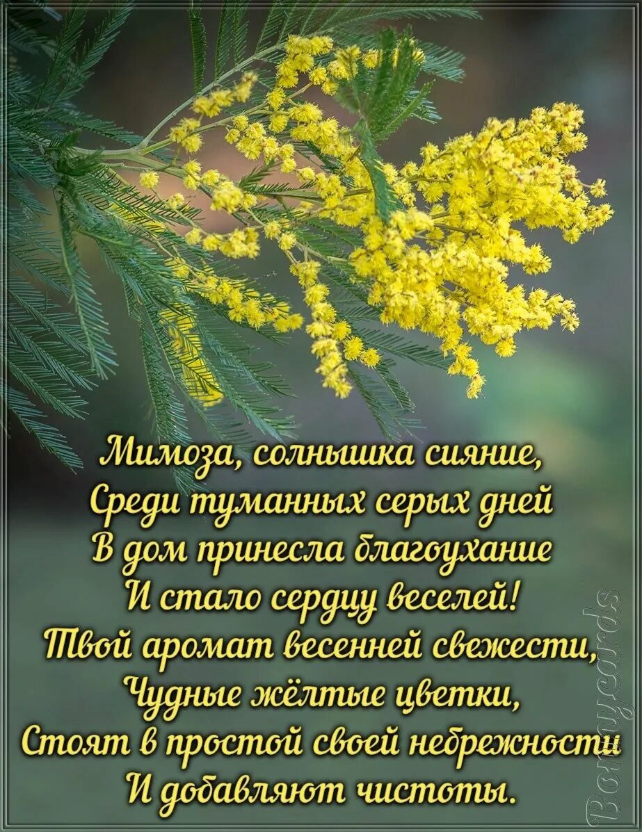 Значение цветов мимоза. Мимоза. веточка мимозы. поздравляю с днем мимозы. стих про мимозу.