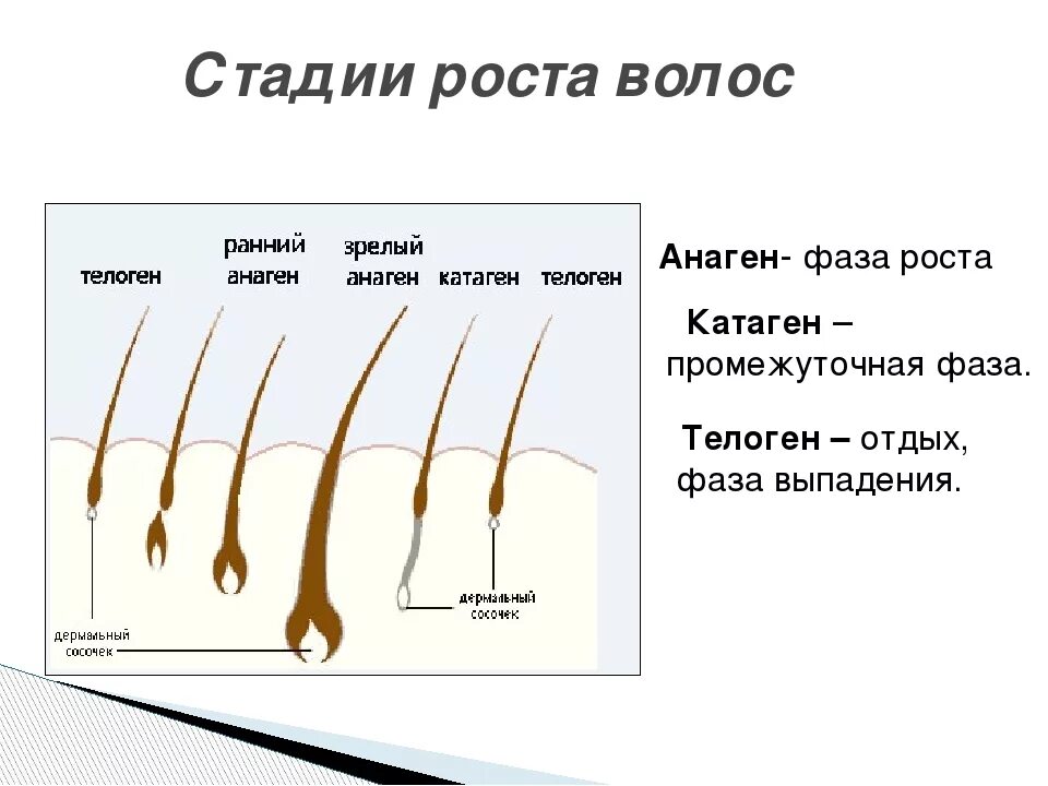 Анаген - фаза роста, катаген - фаза, телоген -. Фазы роста волос анаген. Телоген фаза роста волос. Фазы роста волос анаген катаген телоген. Рост волоса происходит за счет