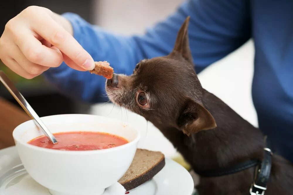Собака кушает. Диетотерапия животных. Кормление домашних животных. Кормление собак. Можно собакам давать суп