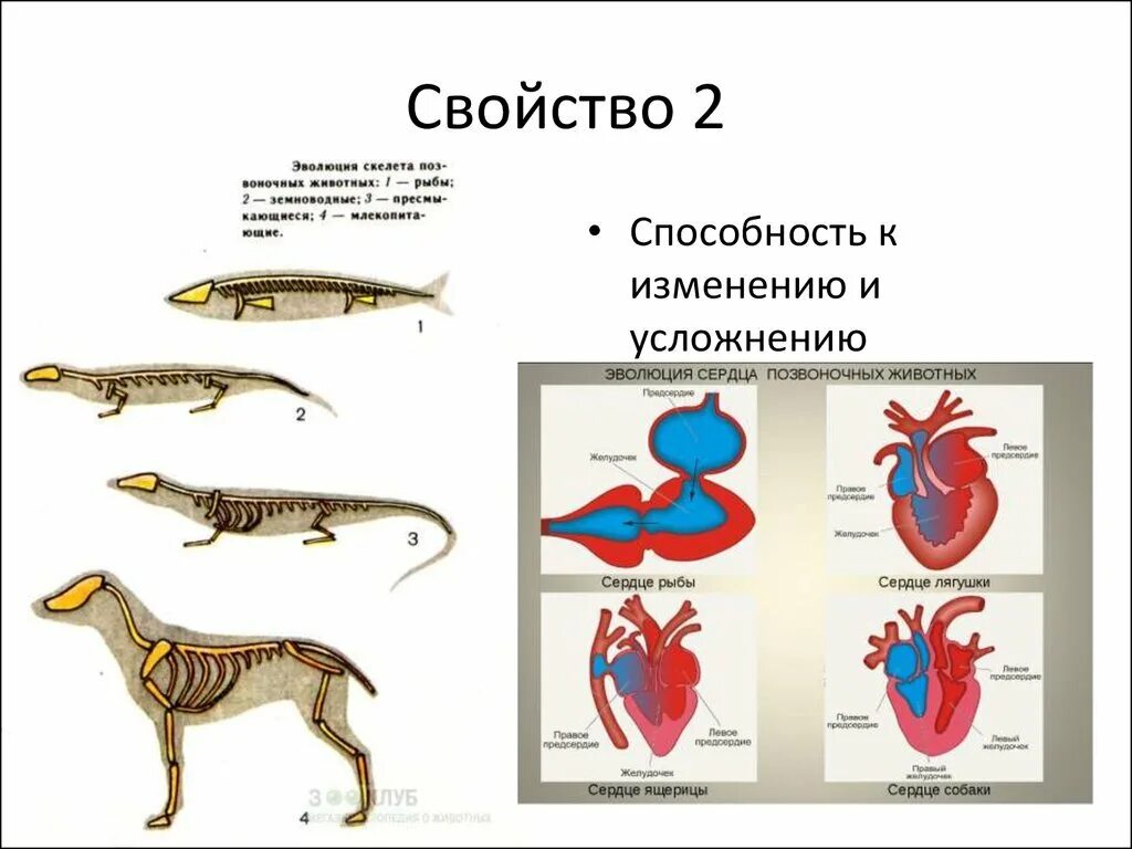 Человек класс хордовых. Эволюция позвоночных животных. строение хордовых животных. сердце позвоночных животных. сердце хордовых животных строение.