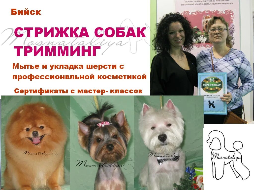 Стрижка собак в Бийске. Выставочная стрижка собак. Груминг Бийск. Форма стрижки собак современная. Стрижка собак тула