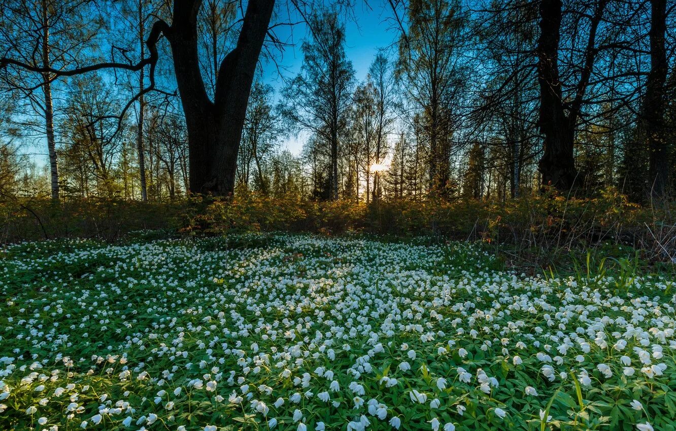 Как хорош и привлекателен весенний лес. Подснежники, Ландыши, примулы. Весенний лес. Весенняя природа.