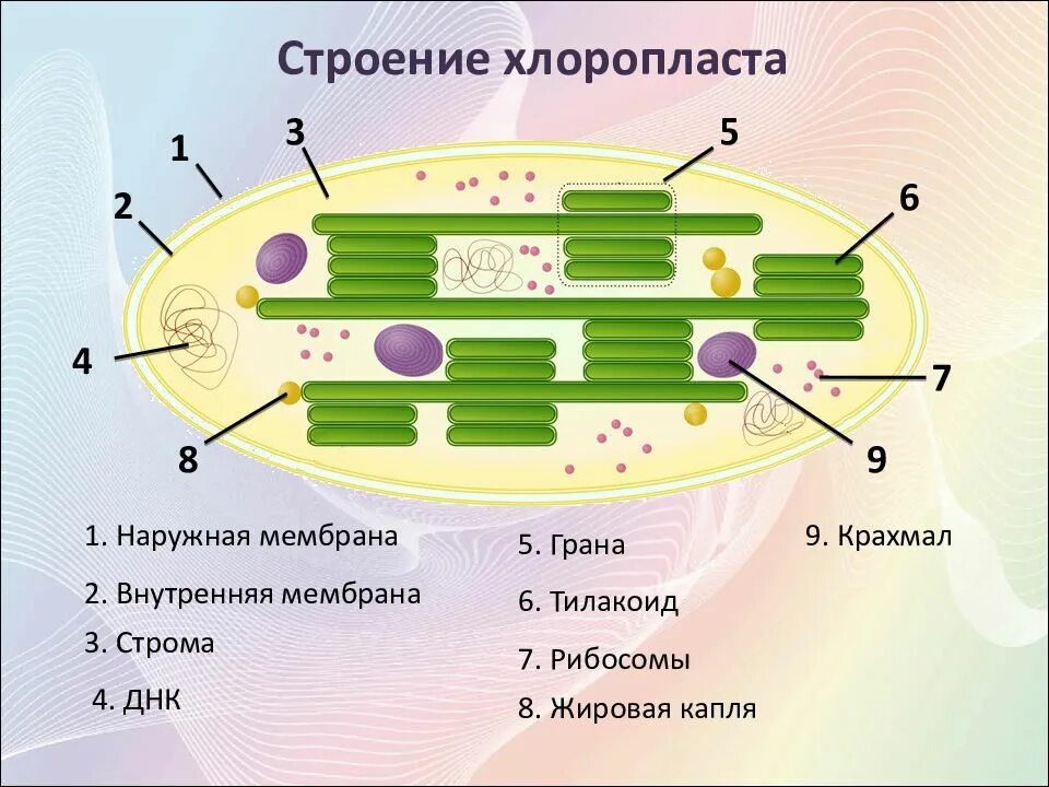 Состоит из тилакоидов гран и стромы. Строение хлоропласта ламелла. строение хлоропласта строма. строение хлоропласта фотосинтез. схема строения хлоропласта и граны.