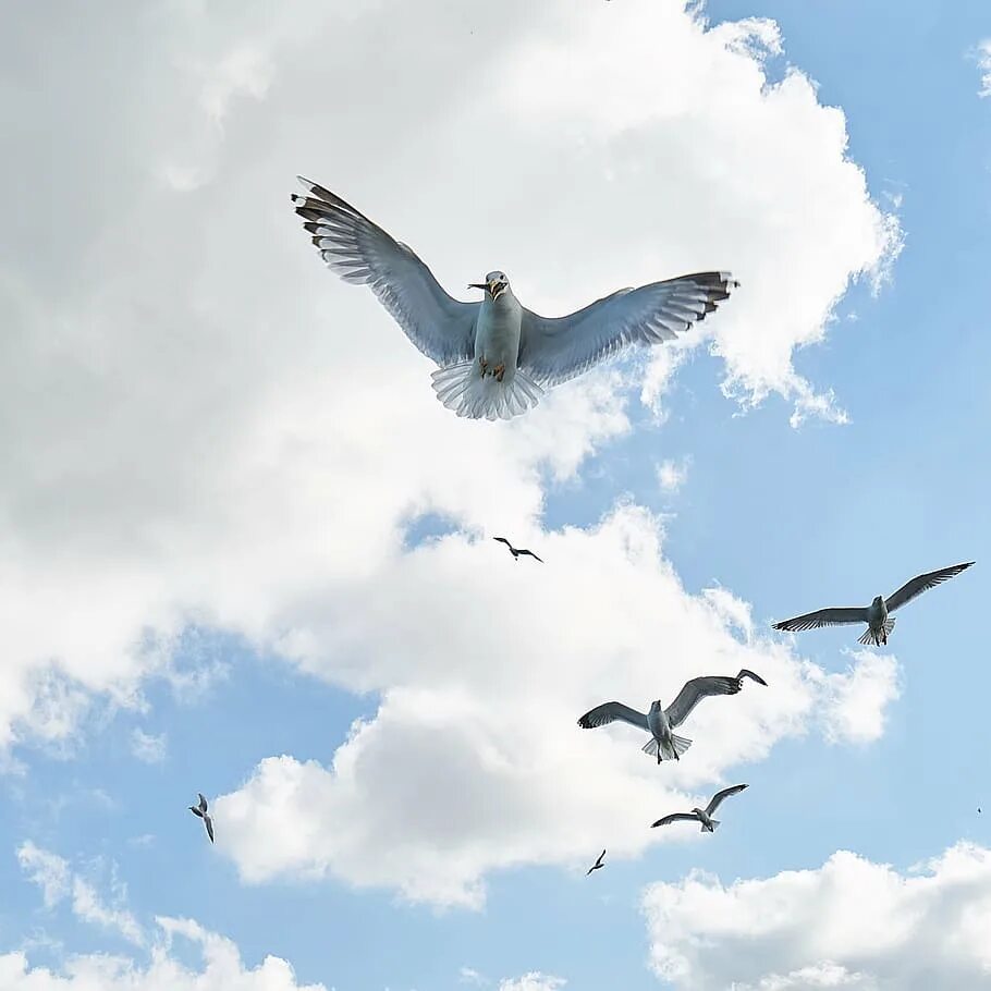 Песня птица взлетает в небо. Птичка в воздухе. Белая пташка в небе. Птицы летают природа фон. Природа, птицы, животные, Чайки.