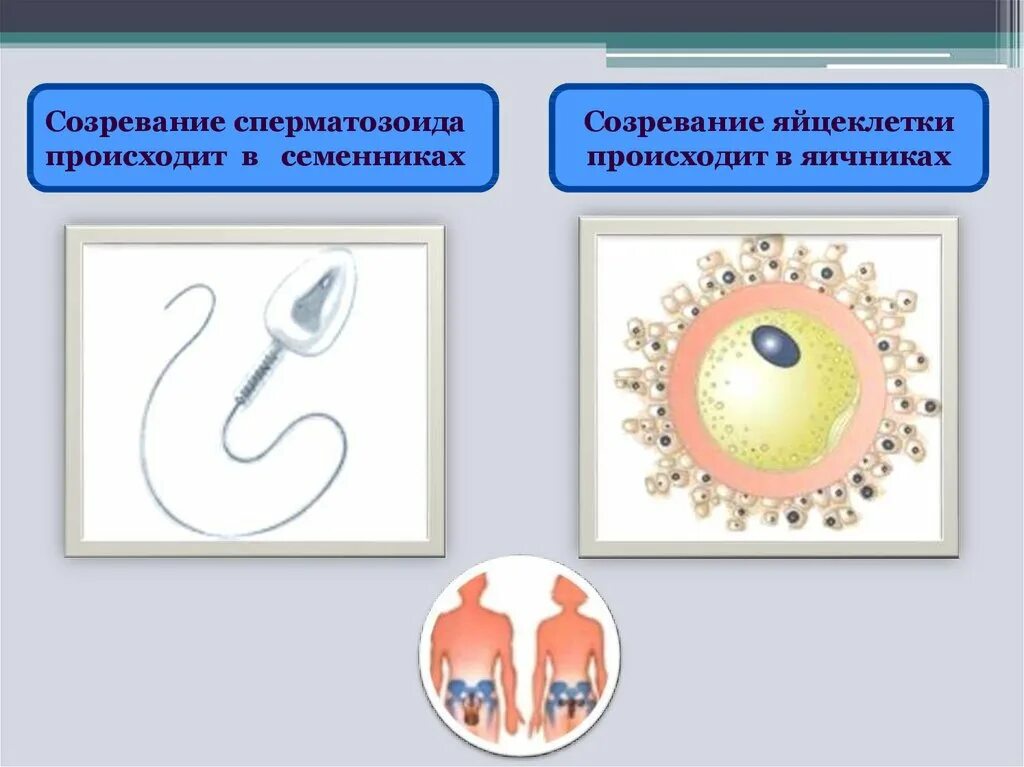 Место образования яйцеклетки. Образование яйцеклеток происходит в. Место образования яйцеклетки и сперматозоида. Строение яйцеклетки и сперматозоида. Где происходит созревание яйцеклеток