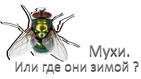 При какой температуре мухи впадают в спячку