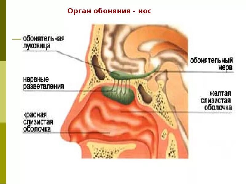 Орган обоняния. Строение органа обоняния человека анатомия. Нос анатомия орган чувства. Нос орган обоняния анатомия. Строение органа обоняния 3 класс.