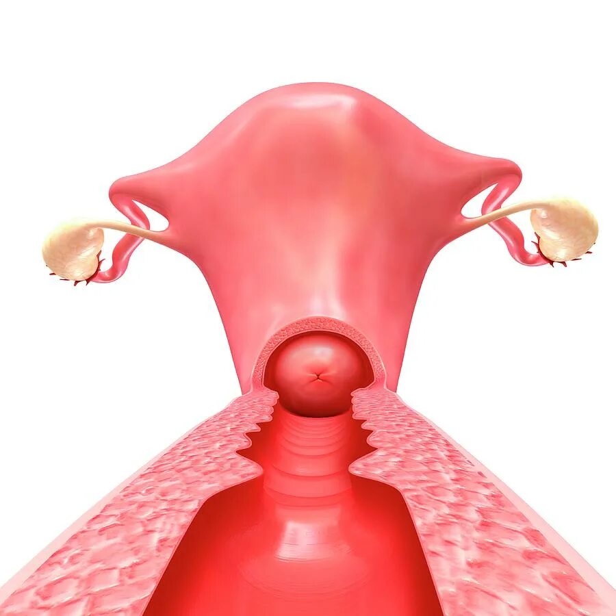 Внешний вид женского полового органа. Женская половая система 3д. Женская репродуктивная система 3d модель. Женская половая система фото. Женская половая система внутри