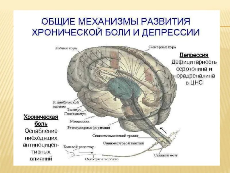 Компоненты боли структуры цнс. Механизм развития депрессии. механизм формирования депрессии. механизм хронической боли. физиологические механизмы депрессии.
