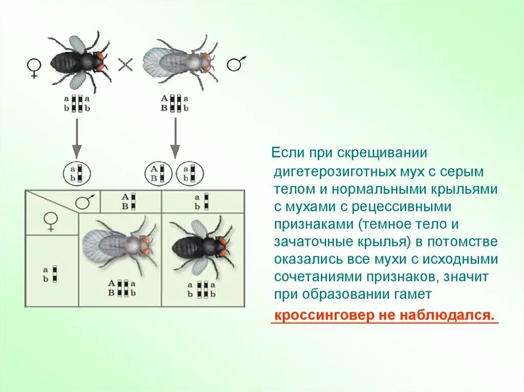 Мушка дрозофила скрещивание. Сцепленное наследование признаков на мухах. Мухи дрозофилы скрещивание сцепленное. Скрещивание мух дрозофил. При скрещивании 2 мух дрозофил