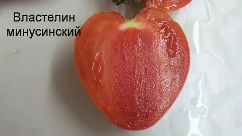 Описание томата властелин минусинский
