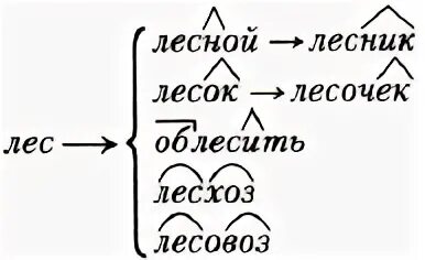 Словообразовательное гнездо. Словообразовательное гнездо лес. Словообразовательная цепочка. Словообразовательное гнездо слова.