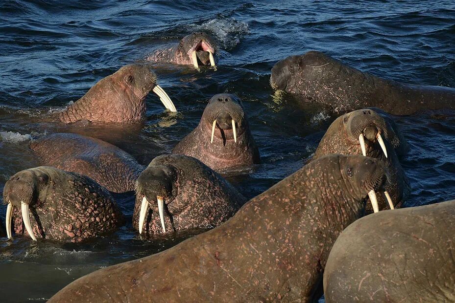 Лежбище моржей на острове Врангеля. Лаптевские моржи лежбище. Атлантический морж. Вайгач морж кит.