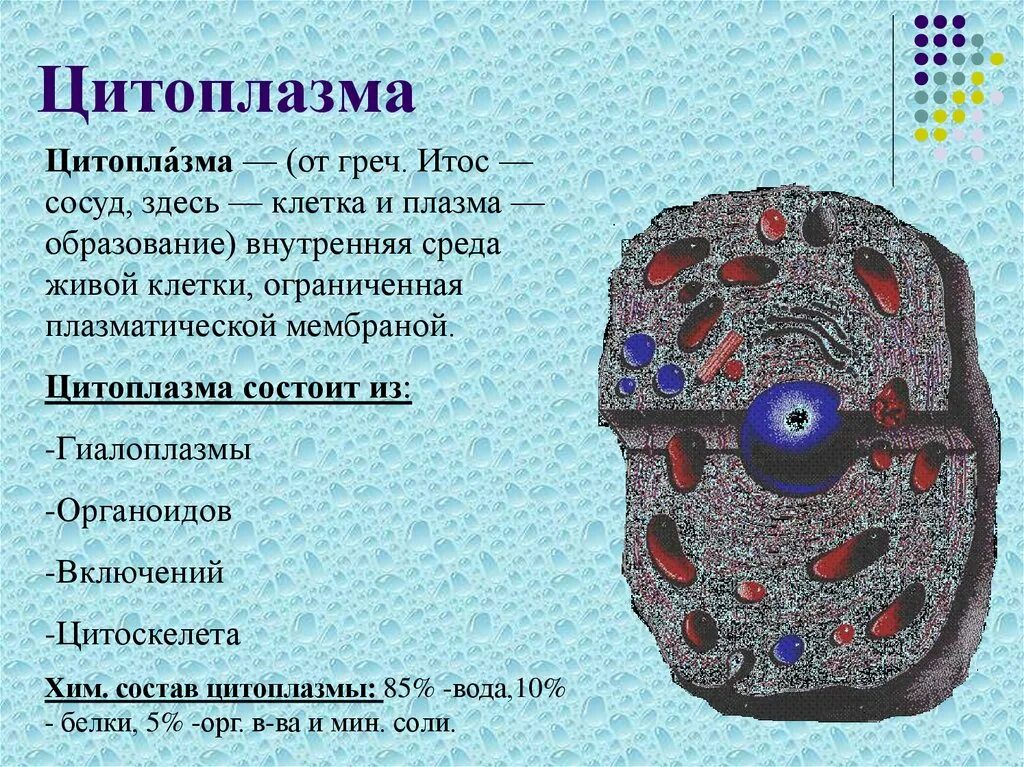 Строение цитоплазмы клетки. Структура цитоплазмы клетки. Строение клеточной цитоплазмы. Цитоплазма рисунок строение функции. Строение клетки функции цитоплазмы