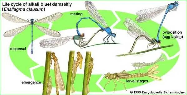 Какой тип развития характерен для стрекозы красотки. Жизненный цикл Стрекозы. Жизненный цикл Стрекозы схема. Цикл развития личинки Стрекозы. Цикл развития Стрекозы схема.