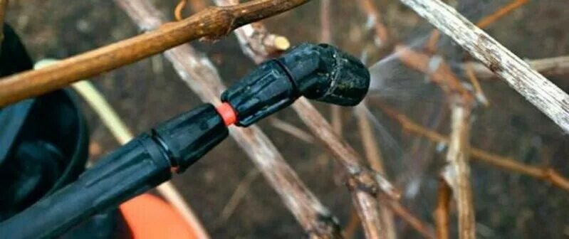 Обработка винограда железным купоросом. Опрыскивание железным купоросом деревьев весной. Виноград ранней весной. Обрабатывать виноград. Обработка винограда осенью.