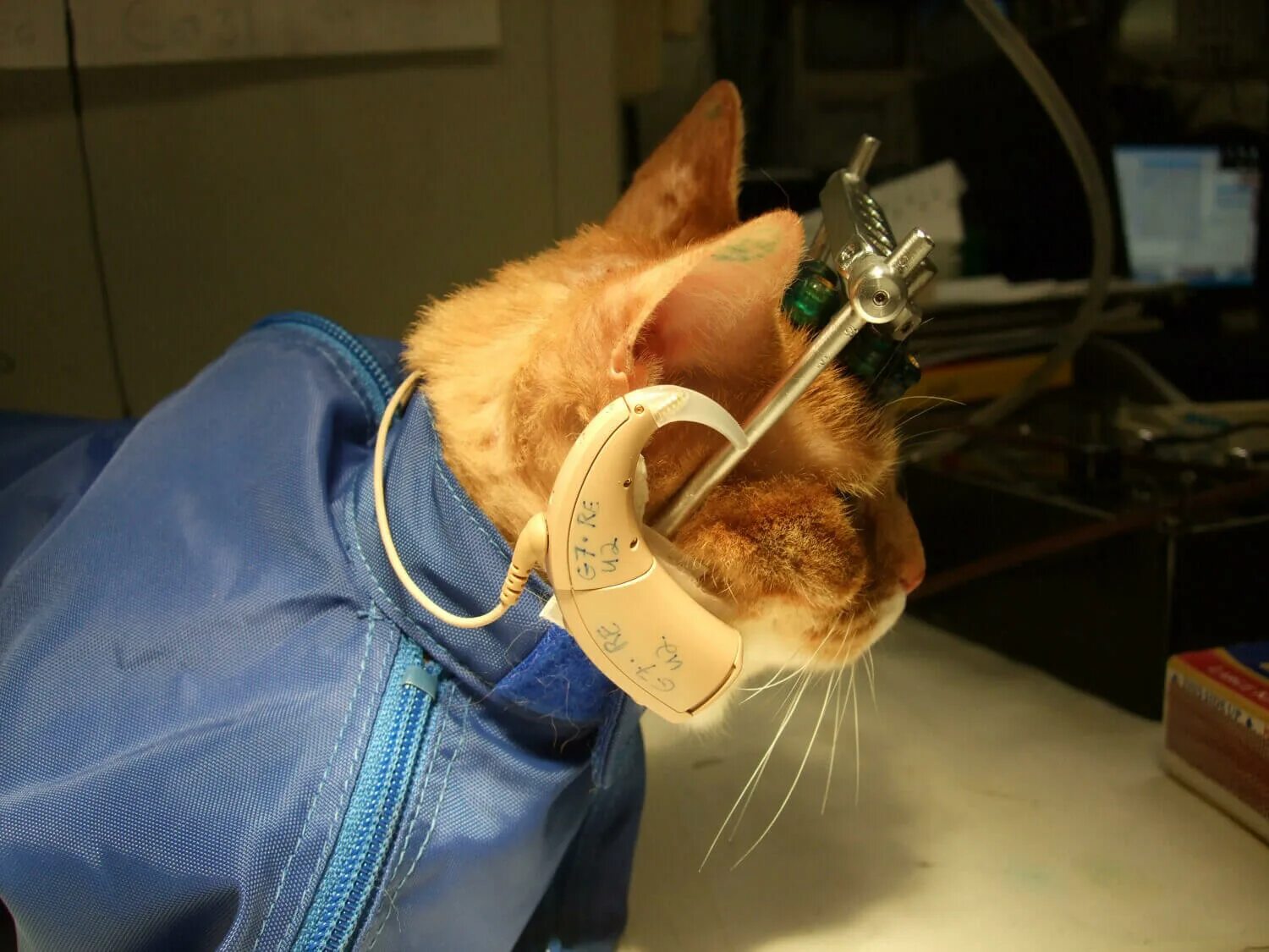 Cat testing