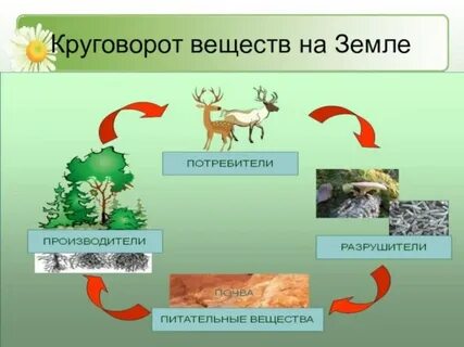 Круговорот жизни окружающий