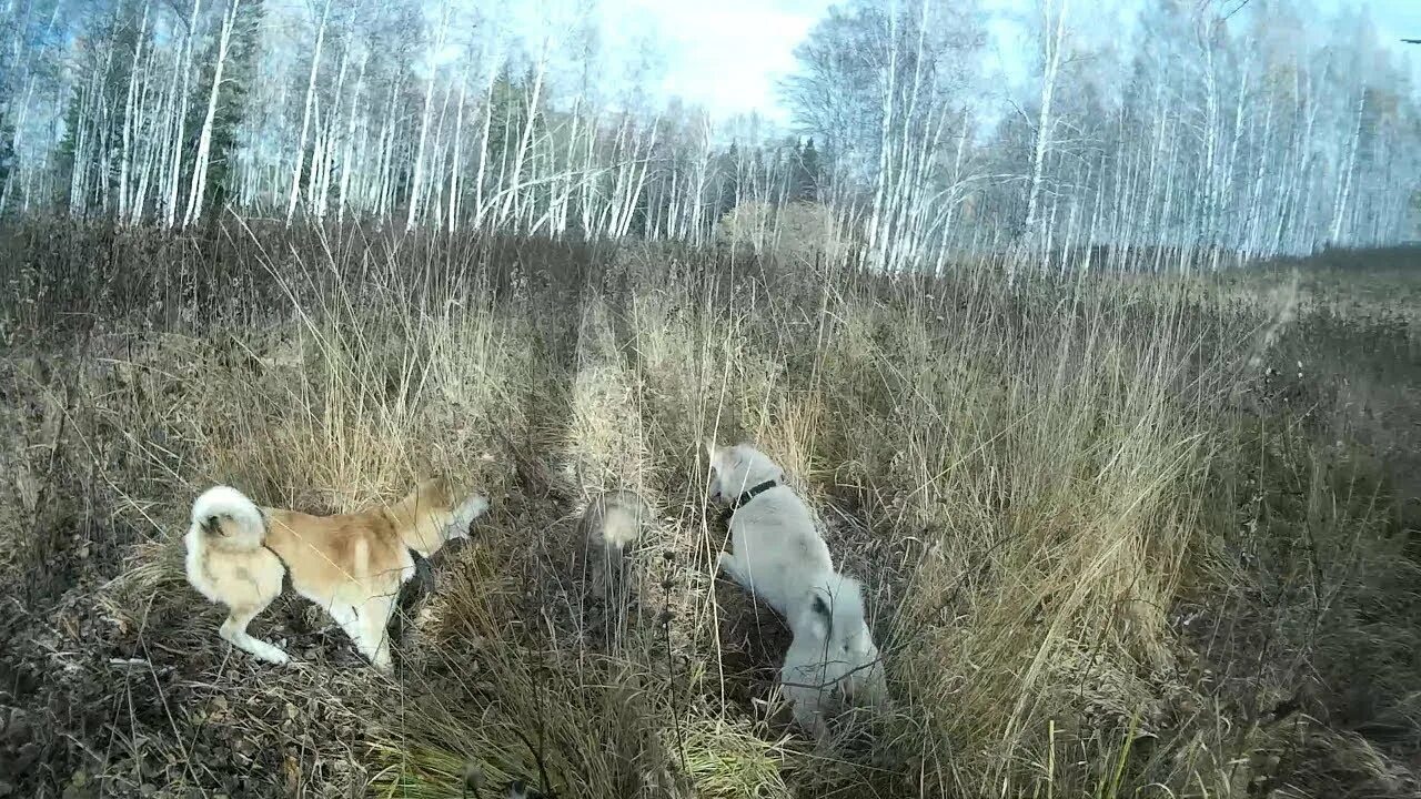 Видео с лайка с собакой. Западно Сибирская лайка на охоте. Бутаков охота с лайками.