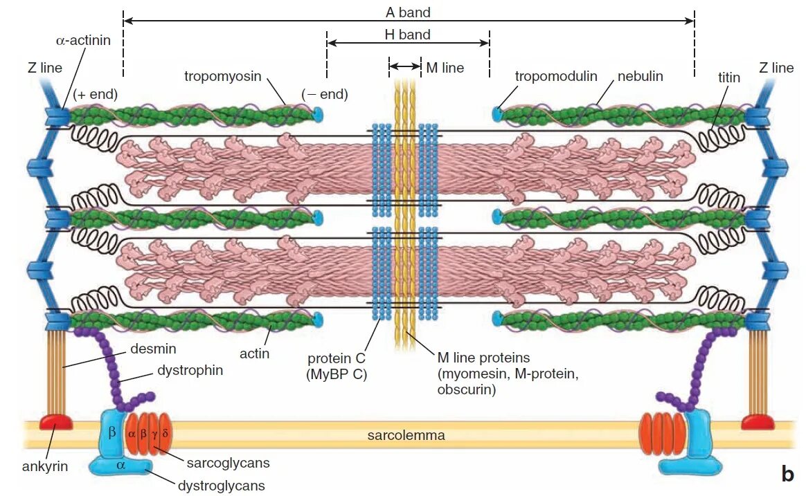 Белки саркомера. Структура саркомера титин. Саркомер строение белки. Титин небулин. Саркомер кардиомиоцита.