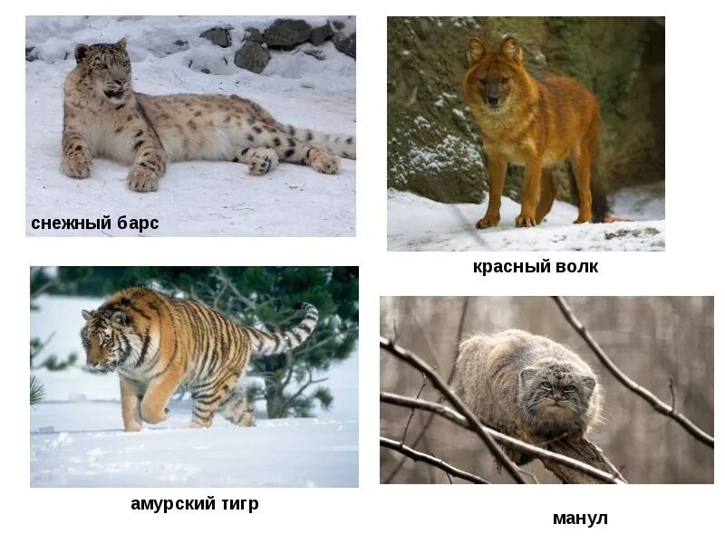 Снежный барс и амурский тигр сравнение. Снежный барс северная осетия. Ирбис тигр. Животные из красной книги снежный барс. Ирбис узбекистан.