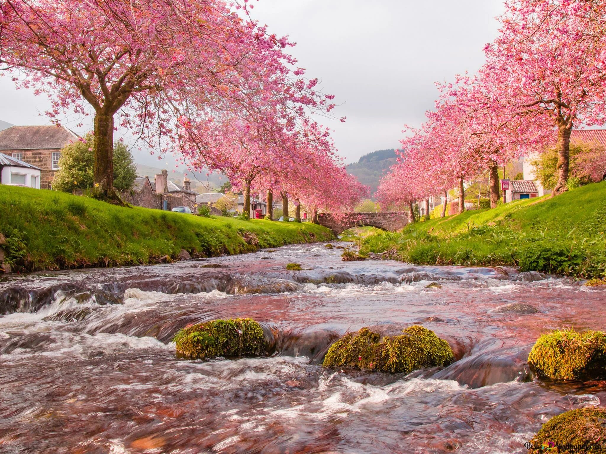 Сакура вода. Природа. Красивая Весенняя природа. Весенний пейзаж. Японский пейзаж.