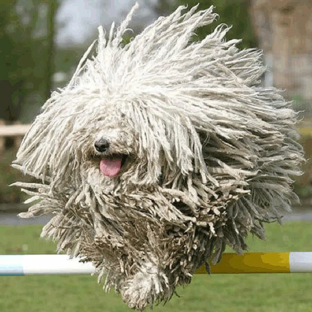 Порода собак пули и командор. Собака похожая на швабру. Порода комондор щенки. Собака похожая на швабру. Собака тряпка.