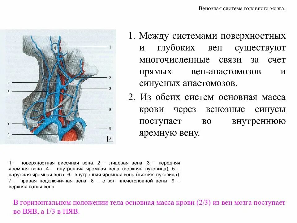 Воспаление внутренней оболочки вены латынь. Внутренняя яремная Вена луковица. Внутренняя яремная Вена анатомия кт. Верхняя луковица внутренняя яремная Вена анатомия. Внутренняя нижняя Вена яремной луковицы.