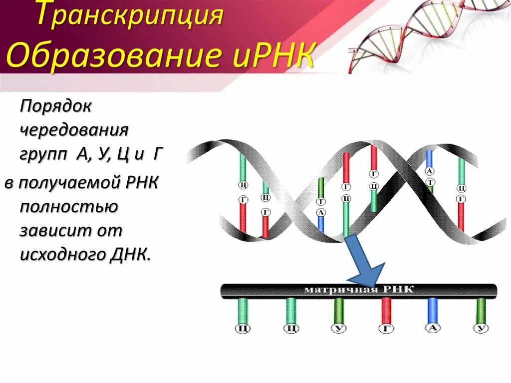 Концы транскрибируемая днк. Направление транскрипции ДНК. Транскрибируемая цепь ДНК это. Направление транскрипции с исходной цепи ДНК. Смысловая и транскрибируемая цепь ДНК.