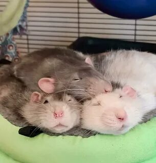 3 крысы