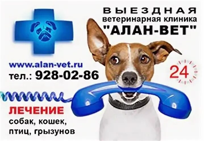 Услуги по усыплению собак на дому с вывозом. Ветклиника багира россошь. Услуги ветеринарной клиники. Ветеринарная помощь круглосуточно спб. Реклама ветеринарной клиники.