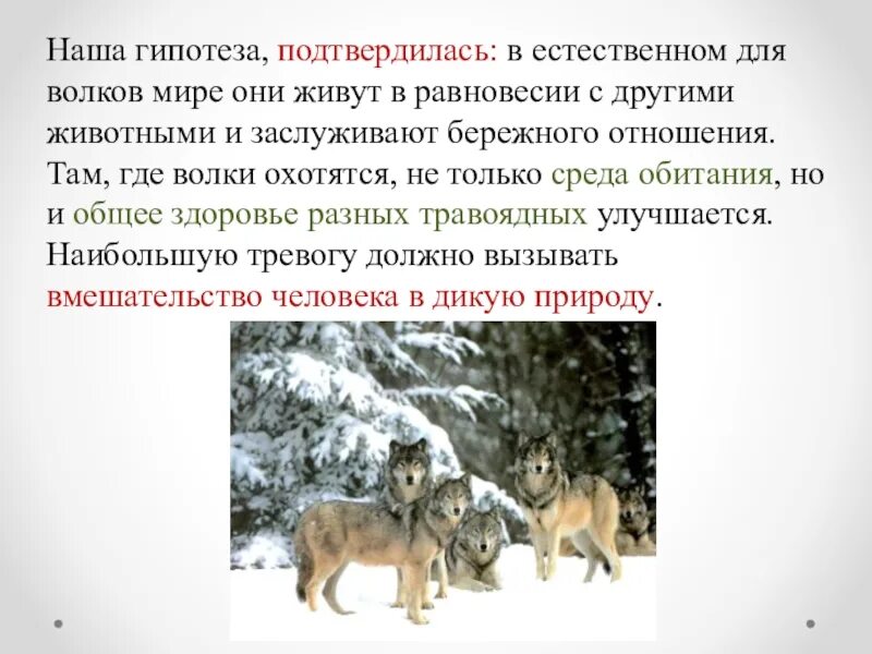 Волк условия обитания. Гипотеза о волках. среда обитания волка. как волк защищается от врагов. противники волка.