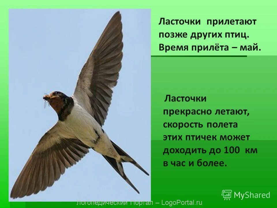 Текст про ласточку. Ласточка. Сведения о Ласточках. Рассказать о Ласточке. Описание ласточки.