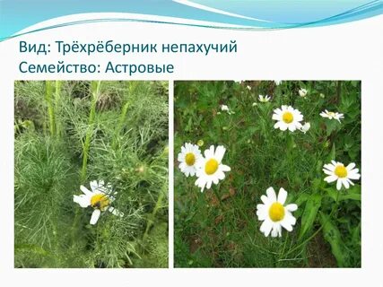 Ромашка семейство