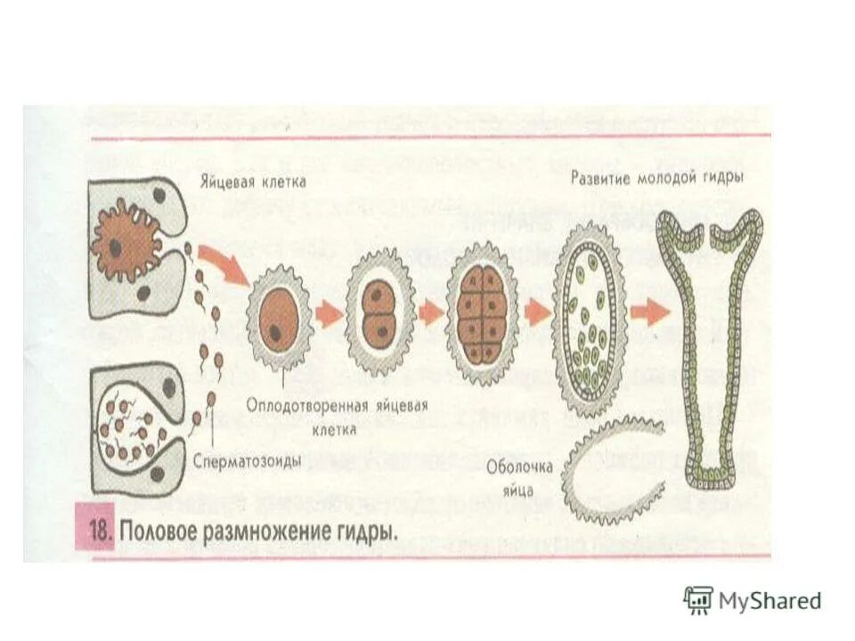 строение половых клеток гидры. 6 клеток гидры. 6 клеток гидры. клеточное строение гидры пресноводной таблица. клетки гидры.