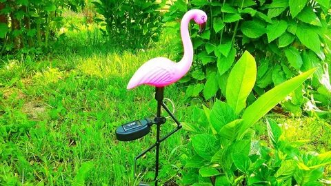 Фламинго на солнечной батарее
